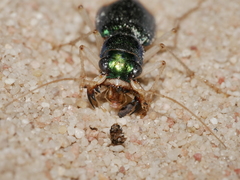 Pseudotetracha australis