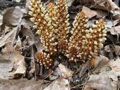 Conopholis americana