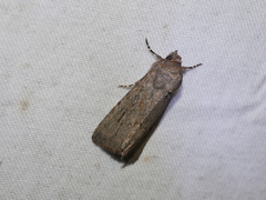 Ectopatria mundoides