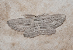 Euphronarcha leptodesma