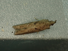 Eutorna phaulocosma