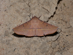 Oenochroma pallida