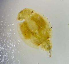 Prosopistoma pearsonorum