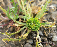 Lepidium latipes