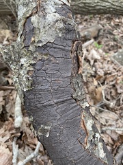 Biscogniauxia nummularia