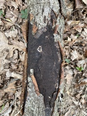 Biscogniauxia nummularia