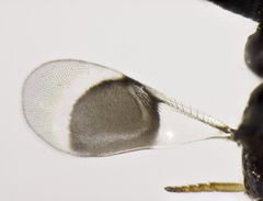 Cryptanusia aureiscutellum
