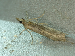Eudonia leptalaea