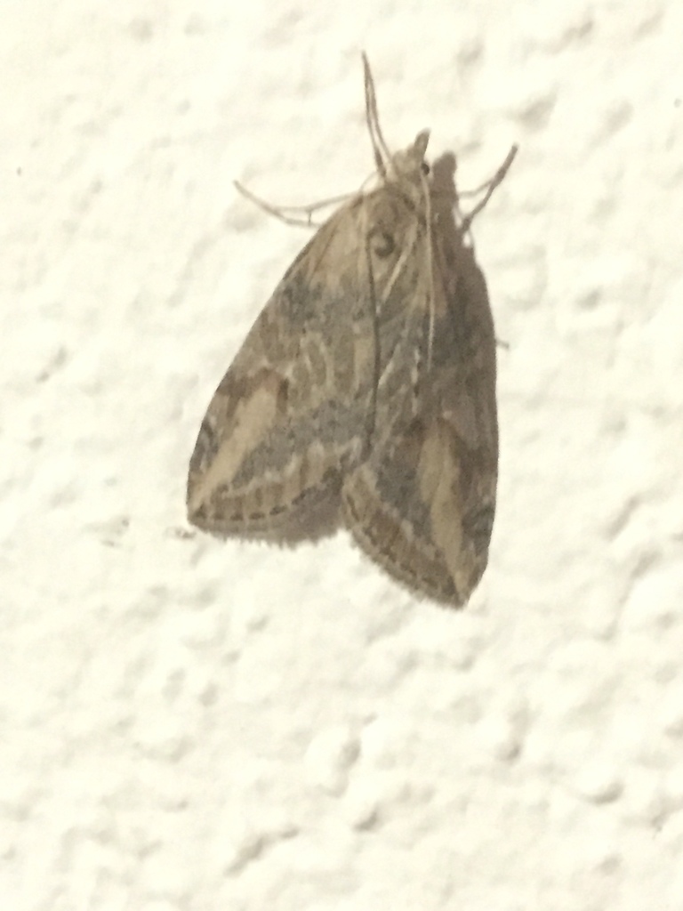 Chesias isabella