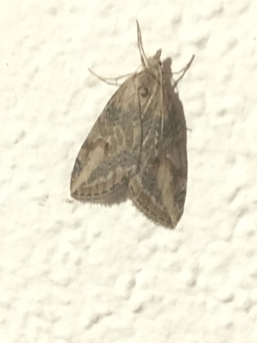 Chesias isabella