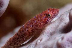 Cochleoceps orientalis