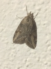 Chesias isabella