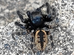 Carrhotus xanthogramma