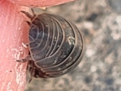 Armadillidium vulgare
