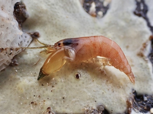Synalpheus tumidomanus observed 2022-03-24