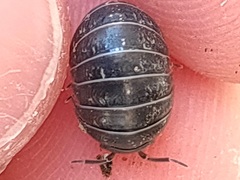 Armadillidium vulgare