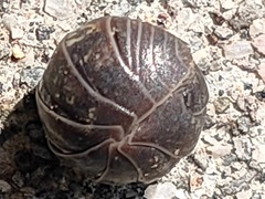 Armadillidium vulgare