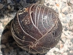 Armadillidium vulgare