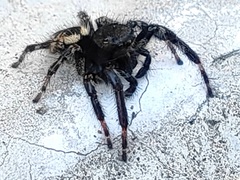 Carrhotus xanthogramma