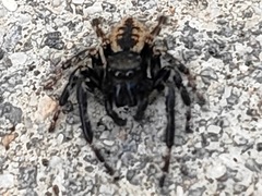 Carrhotus xanthogramma