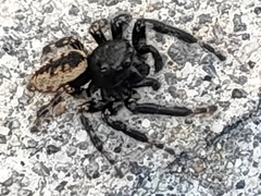 Carrhotus xanthogramma