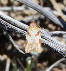 Argyrotaenia franciscana