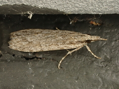 Scoparia chalicodes