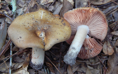 Entoloma