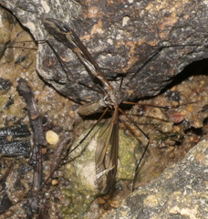 Tipula vittata