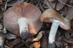 Entoloma