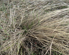 Stipa tirsa