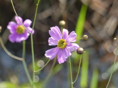 Coreopsis nudata