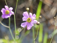 Coreopsis nudata