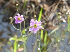 Coreopsis nudata