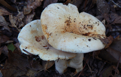 Lactifluus subvellereus