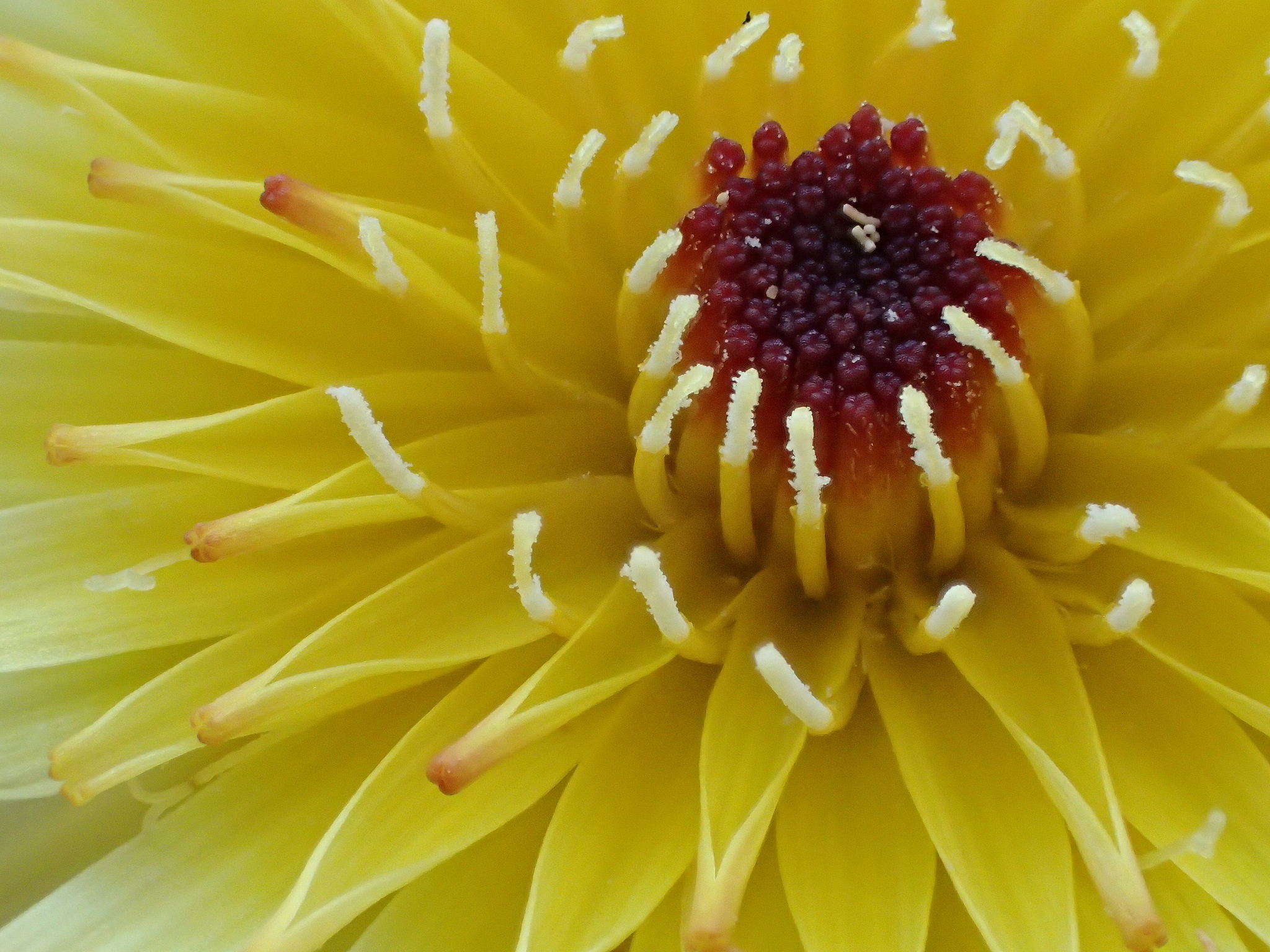 Malacothrix californica