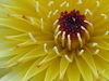 California Desertdandelion - Photo (c) Damon Tighe, some rights reserved (CC BY-NC), uploaded by Damon Tighe