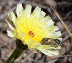 Heliolonche joaquinensis