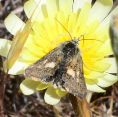 Heliolonche joaquinensis