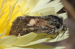 Heliolonche joaquinensis