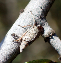 Bathysmatophorinae