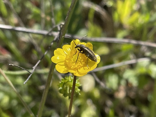 iNaturalist observation photo of Brachysomida californica