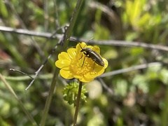 Brachysomida californica