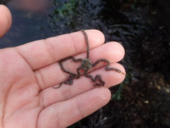 Amphiodia occidentalis