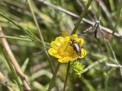 Brachysomida californica