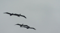 Pelecanus occidentalis