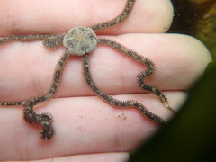 Amphiodia occidentalis