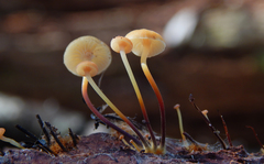 Xeromphalina campanella
