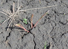 Lathyrus pannonicus collinus