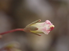 Nemacladus secundiflorus